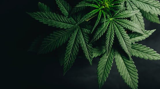 Cannabis doesn't kill brain cells... it may protect them instead.