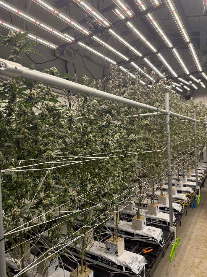 Locally grown cannabis