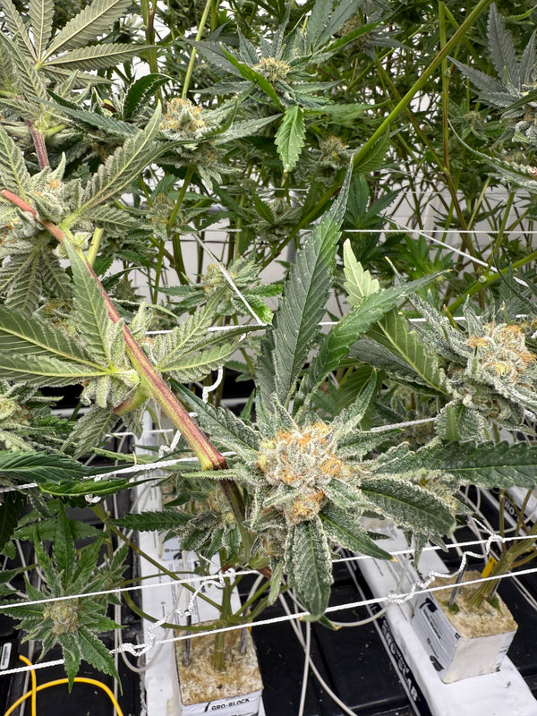 Locally grown cannabis